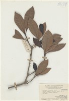 藏品(蕈樹)的圖片